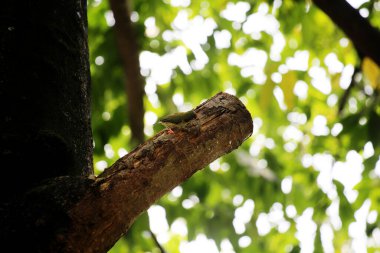 Bakır demirci barbesi yaygın olarak binom adı olan Psilopogon hemacephalus ile bilinir. Kızıl göğüslü Barbet lakabıyla bilinir.