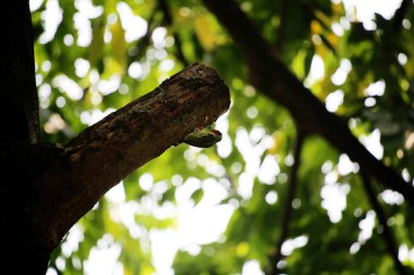Bakır demirci barbesi yaygın olarak binom adı olan Psilopogon hemacephalus ile bilinir. Kızıl göğüslü Barbet lakabıyla bilinir.
