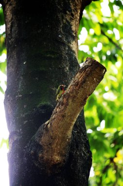 Bakır demirci barbesi yaygın olarak binom adı olan Psilopogon hemacephalus ile bilinir. Kızıl göğüslü Barbet lakabıyla bilinir.