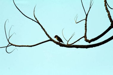 Bakır demirci barbesi yaygın olarak binom adı olan Psilopogon hemacephalus ile bilinir. Kızıl göğüslü Barbet lakabıyla bilinir.