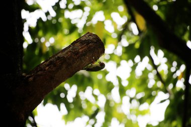 Bakır demirci barbesi yaygın olarak binom adı olan Psilopogon hemacephalus ile bilinir. Kızıl göğüslü Barbet lakabıyla bilinir.