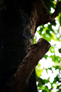 Bakır demirci barbesi yaygın olarak binom adı olan Psilopogon hemacephalus ile bilinir. Kızıl göğüslü Barbet lakabıyla bilinir.