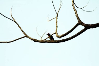 Bakır demirci barbesi yaygın olarak binom adı olan Psilopogon hemacephalus ile bilinir. Kızıl göğüslü Barbet lakabıyla bilinir.