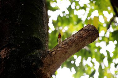 Bakır demirci barbesi yaygın olarak binom adı olan Psilopogon hemacephalus ile bilinir. Kızıl göğüslü Barbet lakabıyla bilinir.