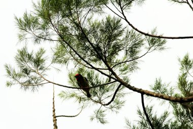 Bakır demirci barbesi yaygın olarak binom adı olan Psilopogon hemacephalus ile bilinir. Kızıl göğüslü Barbet lakabıyla bilinir.