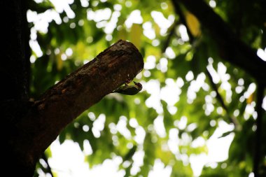 Bakır demirci barbesi yaygın olarak binom adı olan Psilopogon hemacephalus ile bilinir. Kızıl göğüslü Barbet lakabıyla bilinir.
