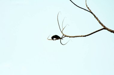 Bakır demirci barbesi yaygın olarak binom adı olan Psilopogon hemacephalus ile bilinir. Kızıl göğüslü Barbet lakabıyla bilinir.