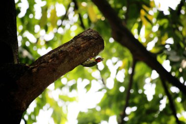 Bakır demirci barbesi yaygın olarak binom adı olan Psilopogon hemacephalus ile bilinir. Kızıl göğüslü Barbet lakabıyla bilinir.
