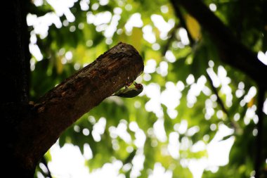 Bakır demirci barbesi yaygın olarak binom adı olan Psilopogon hemacephalus ile bilinir. Kızıl göğüslü Barbet lakabıyla bilinir.