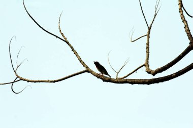 Bakır demirci barbesi yaygın olarak binom adı olan Psilopogon hemacephalus ile bilinir. Kızıl göğüslü Barbet lakabıyla bilinir.