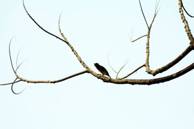 Bakır demirci barbesi yaygın olarak binom adı olan Psilopogon hemacephalus ile bilinir. Kızıl göğüslü Barbet lakabıyla bilinir.