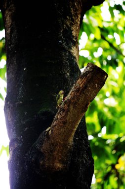 Bakır demirci barbesi yaygın olarak binom adı olan Psilopogon hemacephalus ile bilinir. Kızıl göğüslü Barbet lakabıyla bilinir.