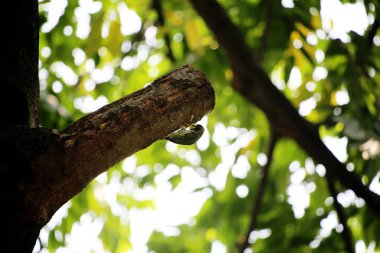 Bakır demirci barbesi yaygın olarak binom adı olan Psilopogon hemacephalus ile bilinir. Kızıl göğüslü Barbet lakabıyla bilinir.
