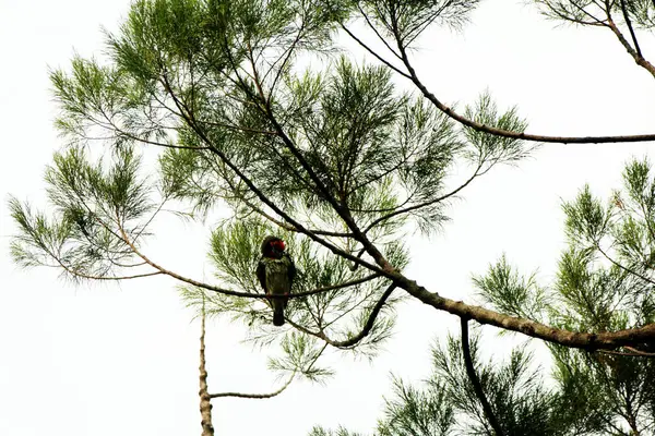 Bakır demirci barbesi yaygın olarak binom adı olan Psilopogon hemacephalus ile bilinir. Kızıl göğüslü Barbet lakabıyla bilinir.