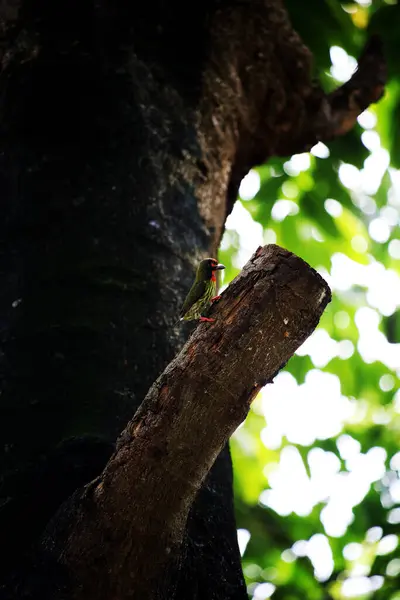 stock image The coppersmith barbet is commonly known by the binomial name Psilopogon haemacephalus. It is known by the nickname Crimson-breasted Barbet