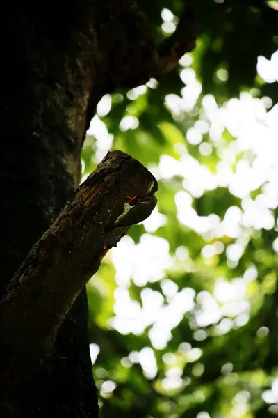 stock image The coppersmith barbet is commonly known by the binomial name Psilopogon haemacephalus. It is known by the nickname Crimson-breasted Barbet