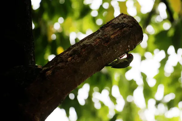 stock image The coppersmith barbet is commonly known by the binomial name Psilopogon haemacephalus. It is known by the nickname Crimson-breasted Barbet