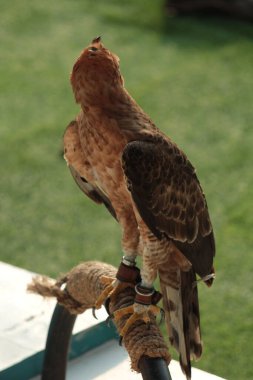 Javan şahin-kartalı veya Nisaetus bartelsi yırtıcı kuşu Java adasına özgüdür. Genellikle Garuda olarak adlandırılan Endonezya 'nın ulusal kuşudur..