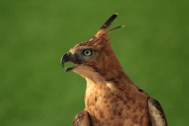 Javan şahin-kartalı veya Nisaetus bartelsi yırtıcı kuşu Java adasına özgüdür. Genellikle Garuda olarak adlandırılan Endonezya 'nın ulusal kuşudur..