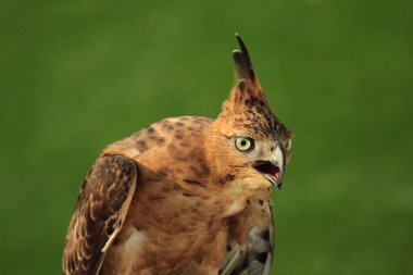 Javan şahin-kartalı veya Nisaetus bartelsi yırtıcı kuşu Java adasına özgüdür. Genellikle Garuda olarak adlandırılan Endonezya 'nın ulusal kuşudur..