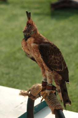 Javan şahin-kartalı veya Nisaetus bartelsi yırtıcı kuşu Java adasına özgüdür. Genellikle Garuda olarak adlandırılan Endonezya 'nın ulusal kuşudur..