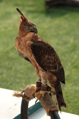 Javan şahin-kartalı veya Nisaetus bartelsi yırtıcı kuşu Java adasına özgüdür. Genellikle Garuda olarak adlandırılan Endonezya 'nın ulusal kuşudur..