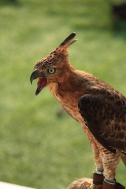 Javan şahin-kartalı veya Nisaetus bartelsi yırtıcı kuşu Java adasına özgüdür. Genellikle Garuda olarak adlandırılan Endonezya 'nın ulusal kuşudur..