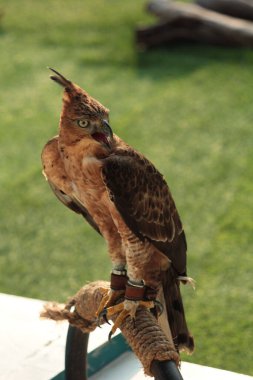 Javan şahin-kartalı veya Nisaetus bartelsi yırtıcı kuşu Java adasına özgüdür. Genellikle Garuda olarak adlandırılan Endonezya 'nın ulusal kuşudur..