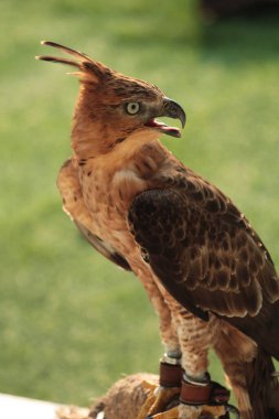 Javan şahin-kartalı veya Nisaetus bartelsi yırtıcı kuşu Java adasına özgüdür. Genellikle Garuda olarak adlandırılan Endonezya 'nın ulusal kuşudur..