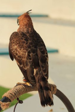 Javan şahin-kartalı veya Nisaetus bartelsi yırtıcı kuşu Java adasına özgüdür. Genellikle Garuda olarak adlandırılan Endonezya 'nın ulusal kuşudur..