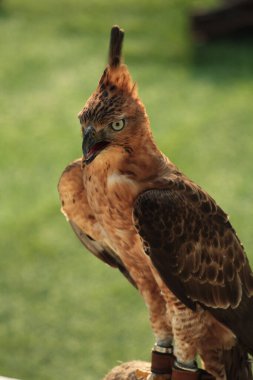 Javan şahin-kartalı veya Nisaetus bartelsi yırtıcı kuşu Java adasına özgüdür. Genellikle Garuda olarak adlandırılan Endonezya 'nın ulusal kuşudur..