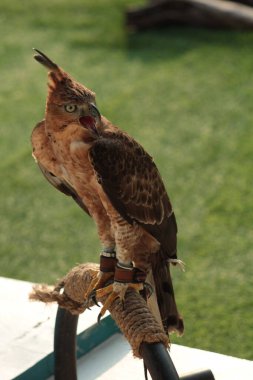 Javan şahin-kartalı veya Nisaetus bartelsi yırtıcı kuşu Java adasına özgüdür. Genellikle Garuda olarak adlandırılan Endonezya 'nın ulusal kuşudur..