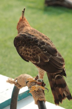 Javan şahin-kartalı veya Nisaetus bartelsi yırtıcı kuşu Java adasına özgüdür. Genellikle Garuda olarak adlandırılan Endonezya 'nın ulusal kuşudur..