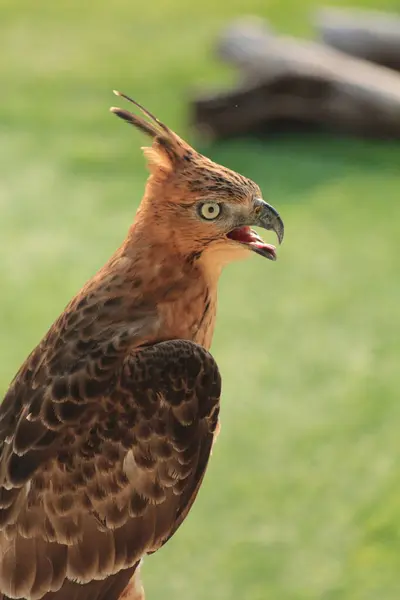 stock image The Javan hawk-eagle or Nisaetus bartelsi bird of prey is endemic to the island of Java. It is Indonesia's national bird which is usually called the Garuda.