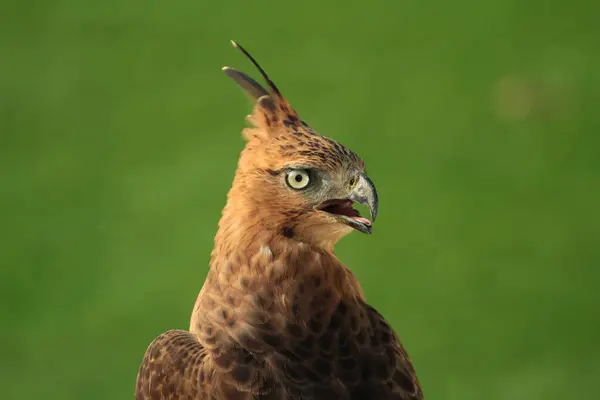 stock image The Javan hawk-eagle or Nisaetus bartelsi bird of prey is endemic to the island of Java. It is Indonesia's national bird which is usually called the Garuda.