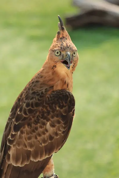 stock image The Javan hawk-eagle or Nisaetus bartelsi bird of prey is endemic to the island of Java. It is Indonesia's national bird which is usually called the Garuda.