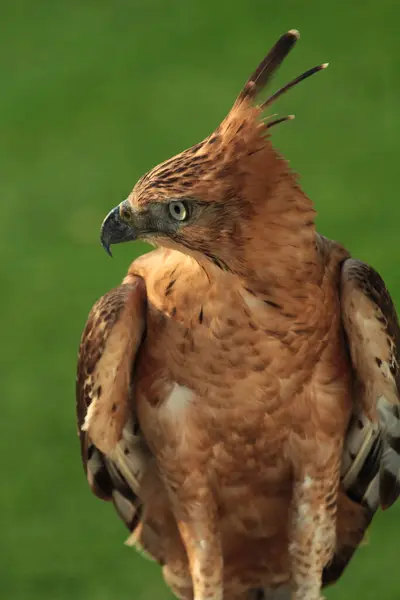 stock image The Javan hawk-eagle or Nisaetus bartelsi bird of prey is endemic to the island of Java. It is Indonesia's national bird which is usually called the Garuda.