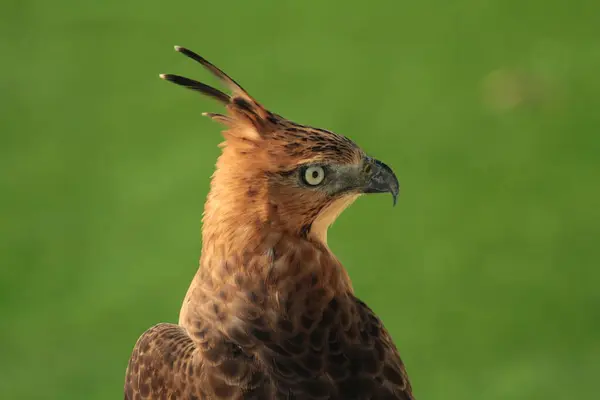 stock image The Javan hawk-eagle or Nisaetus bartelsi bird of prey is endemic to the island of Java. It is Indonesia's national bird which is usually called the Garuda.