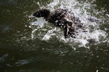 Phalacrocorax sülcirostris ya da küçük siyah karabatak. Su kuşu. 