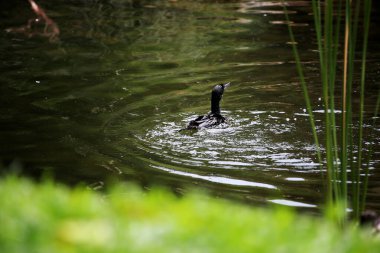 Phalacrocorax sülcirostris ya da küçük siyah karabatak. Su kuşu. 