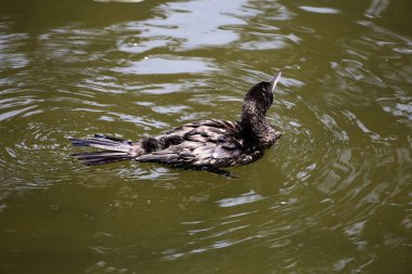 Phalacrocorax sülcirostris ya da küçük siyah karabatak. Su kuşu. 