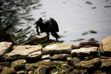 Phalacrocorax sülcirostris ya da küçük siyah karabatak. Su kuşu. 