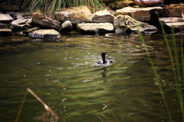 Phalacrocorax sülcirostris ya da küçük siyah karabatak. Su kuşu. 