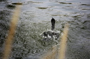 Phalacrocorax sülcirostris ya da küçük siyah karabatak. Su kuşu. 