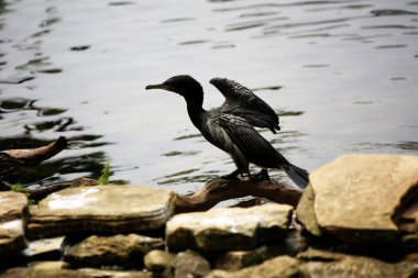 Phalacrocorax sülcirostris ya da küçük siyah karabatak. Su kuşu. 