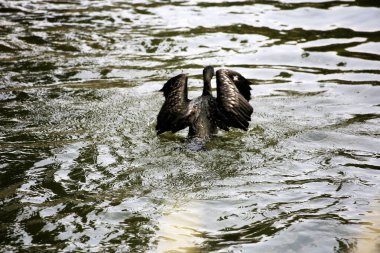 Phalacrocorax sülcirostris ya da küçük siyah karabatak. Su kuşu. 