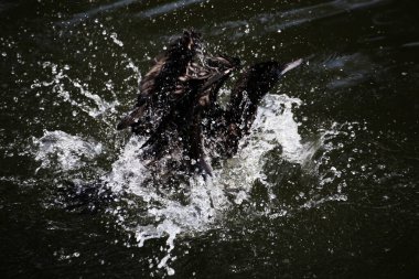 Phalacrocorax sülcirostris ya da küçük siyah karabatak. Su kuşu. 