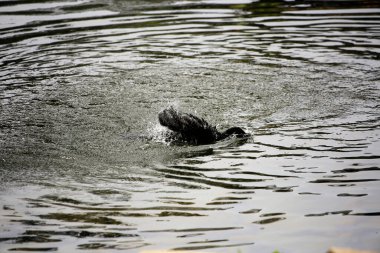 Phalacrocorax sülcirostris ya da küçük siyah karabatak. Su kuşu. 