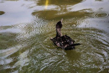Phalacrocorax sülcirostris ya da küçük siyah karabatak. Su kuşu. 