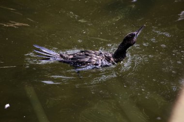 Phalacrocorax sülcirostris ya da küçük siyah karabatak. Su kuşu. 